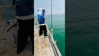 Download lagu Wow mancing monster besar #fishing #predatorrawa #bassfishing #mancingrawa #vidioshort #shortvideo mp3 Download lagu Wow mancing monster besar #fishing #predatorrawa #bassfishing #mancingrawa #vidioshort #shortvideo mp3