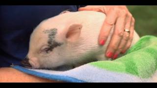 How to Take Care of a Teacup Pig | Small Pets