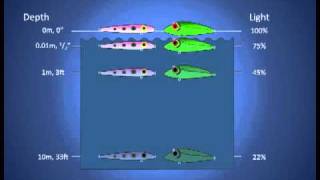 Download lagu Fishing Lure Color Selection How Colors Look Under... mp3