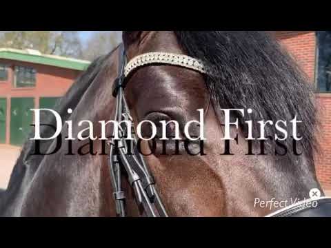 Diamond First (v. Diamond Hit-Fürst Heinrich-Famos)