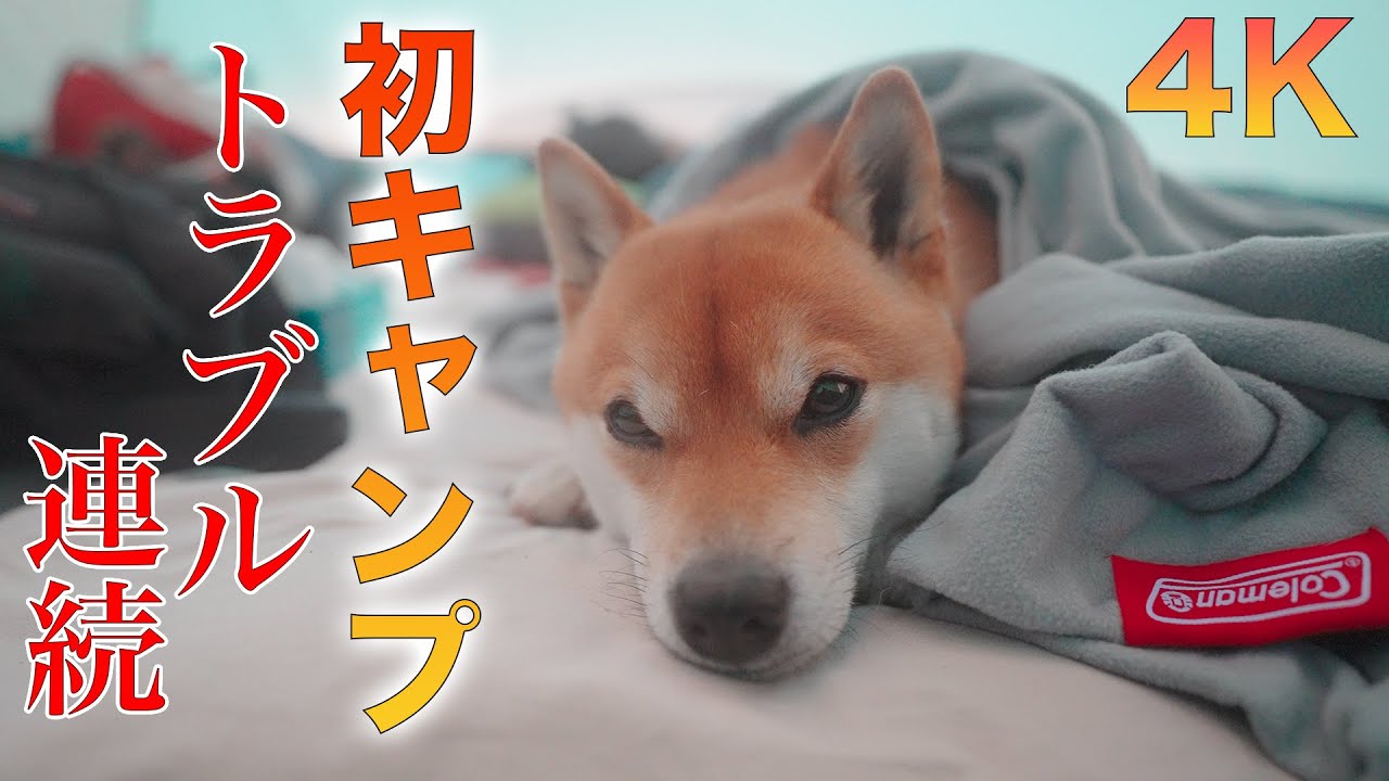 豆柴ふくと初キャンプに行ったら色々大変だった...#100