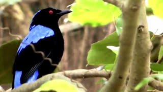 Download lagu Burung cucak biru gacor di alam liar mp3 Download lagu Burung cucak biru gacor di alam liar mp3