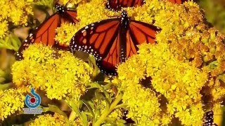 Prairie Yard &amp; Garden: Monarchs and the Plants They Love