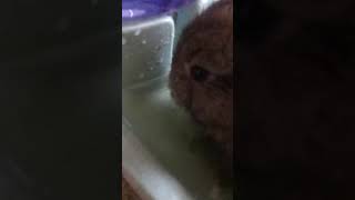 English Angora Rabbits Videos