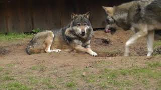 Wildpark Eekholt