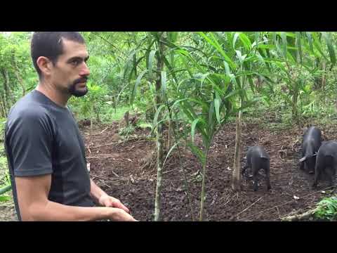 ¿Qué beneficios para la finca puede traer la crianza de cerdos al aire libre
