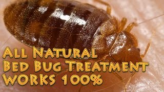 ALL Natural Bed Bug Treatment  Works 100% no harsh chemicals