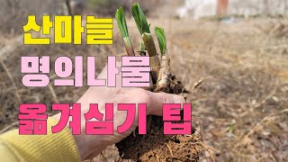 봄철  산마늘 명의나물 모종 옮겨심기 팁