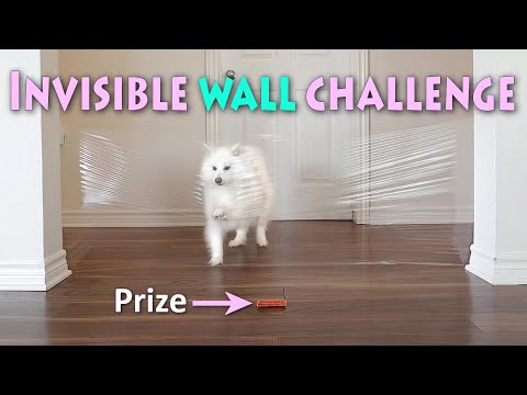 My American Eskimo Dog's Invisible Wall Challenge
