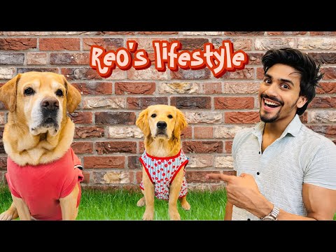 Reo Ka Daily Routine | Good Boy or Bad Boy | Anant Rastogi