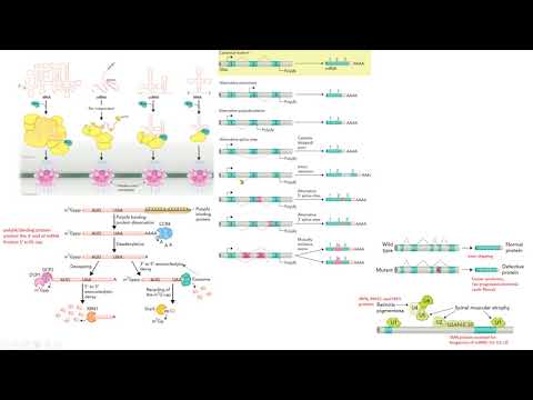 splicing alternativo Ran transporte RNAs mutaciones  biología molecular biology
