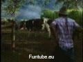 Cow Sex By A Man
