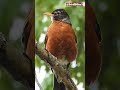 Robin Bird Song