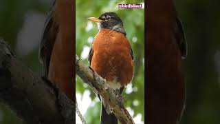 Download lagu Lagu Burung Robin mp3