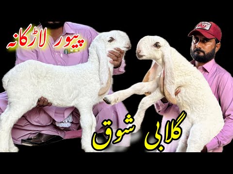 Ek number larkhana Naseera Badi | Qurbani ke liye saste dhumbe le aye Sattar bhai 