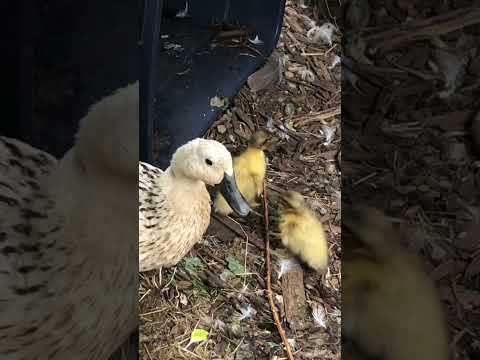 Mama duck teaching her babies💕