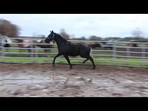 Diamond Little Totilas - FOR SALE - Dressurpferd EM 172cm++ Rappe Hengst - Sputnik Duir Ask Ichschi