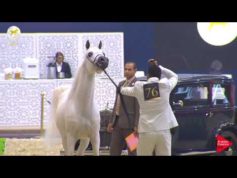 N.76 BASHIRAL AL RAYYAN - SEWC 2019 - 7 Years Old and Older Stallions (Class 10)
