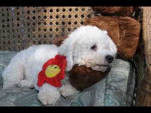 Merlyn, an adopted Bichon Frise in Houston, TX_image-1