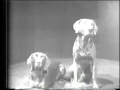William Wegman Two Dogs Ball