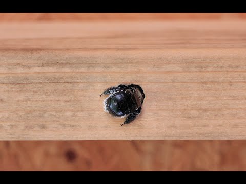 Tech Talk: All About Carpenter Bees
