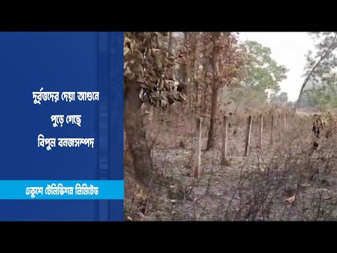 আগুনে পুড়ে গেছে বিপুল বনজসম্পদ