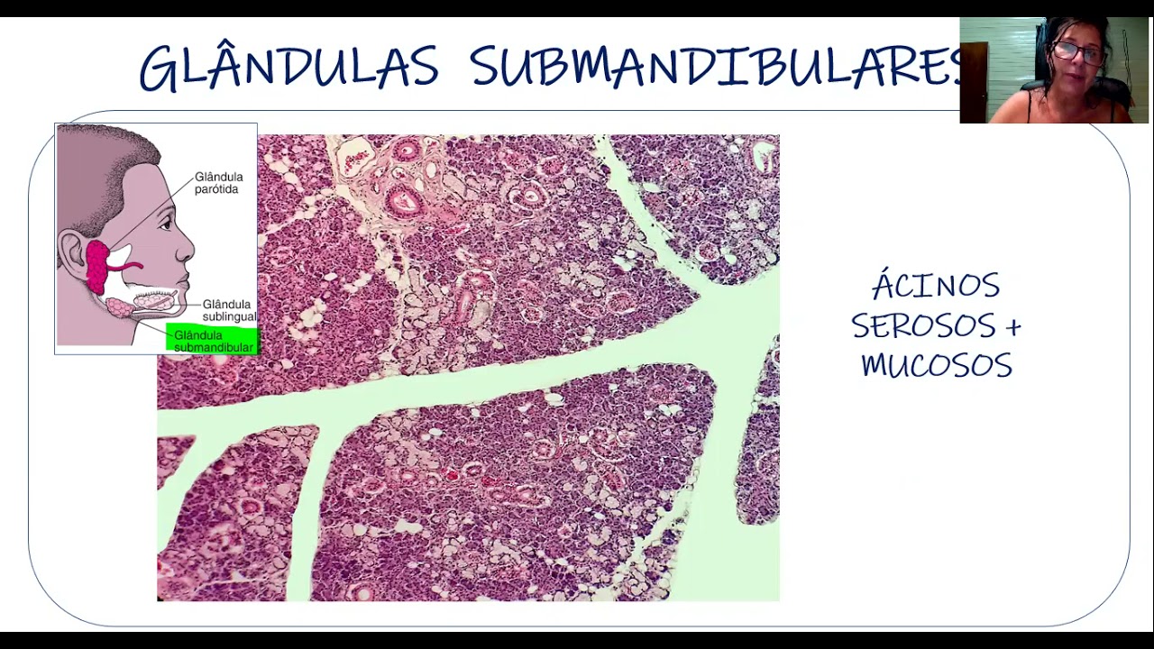 HISTOLOGIA DO SISTEMA DIGESTÓRIO
