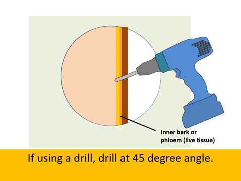 How to Kill a Tree without Cutting It Down