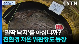'팔딱 낙지'를 아십니까?...친환경 저온 위판장도 등장 / YTN
