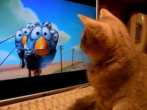 Funny Brids & Kitty