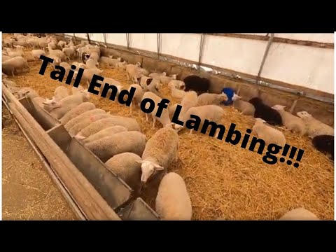 Lambing Update And The Organic Farmers Battle With Weeds!