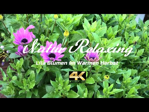 4K 🌻🐦 Lila Blumen im Herbst The Best Relaxing Garden Birds and Flowers 6 Hours - 4K UHD Screensaver