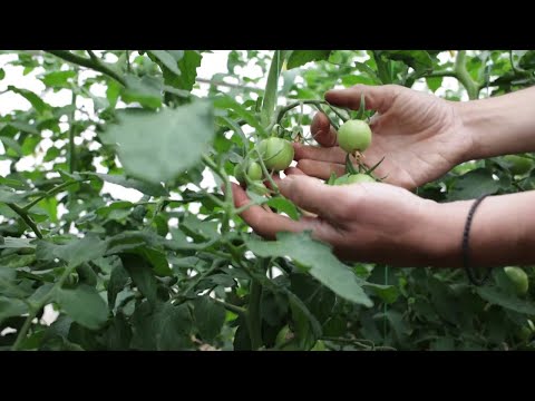 Poslednja generacija insekticida kompanije Agromarket - Vredni pažnje, provereni u povrtarstvu