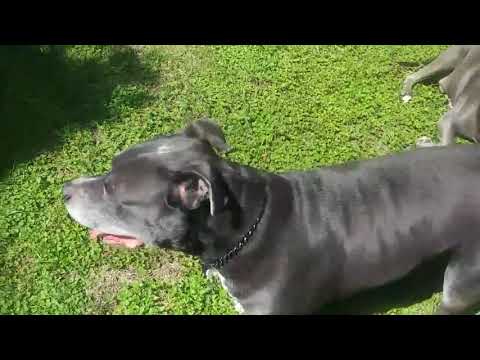 Capone, Isis & Devious enjoying a sunny day (finally!)
