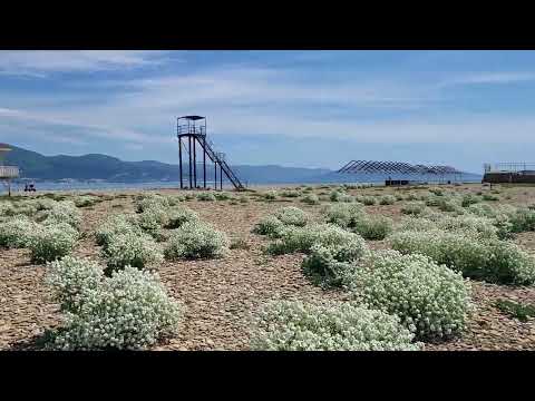 Ein  blühender Strand am Schwsrzen  Meer !