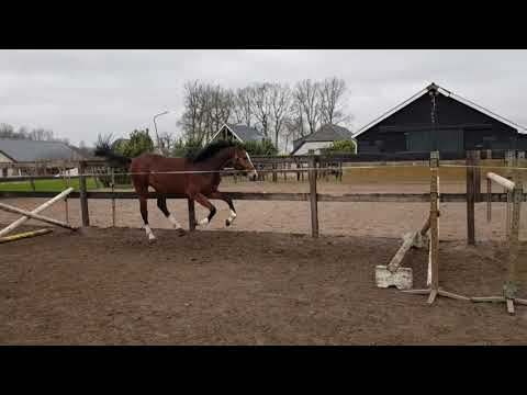 3 Jr . Stallion  V. Toulon x Guidam Stm.1.69 m.