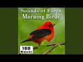 Early Morning Wild Birds Chirping and Activity (Songbirds) (Singing Bird Ambience Sound Effects)