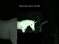 Unicorn Caught on Security Camera?! 😳🦄