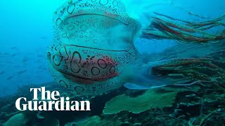 Wissenschaftler glauben, dass es sich bei einer riesigen Qualle, die in Neuguinea gefunden wurde, um eine neue Art handelt