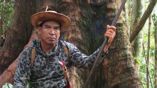 The Forbidden forests of the Dayak, Borneo, Indonesia