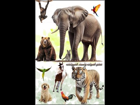 Animal Sounds Alphabetical