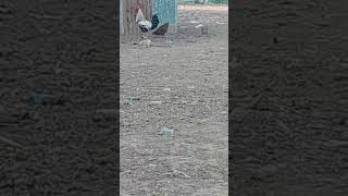 Download lagu https://youtube.com/shorts/65LTrvSpwB4?si=3bsrRXFUj6A96sDY mp3