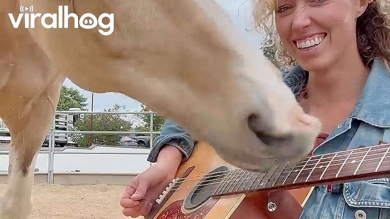 Horse Plays Guitar With His Owner || ViralHog