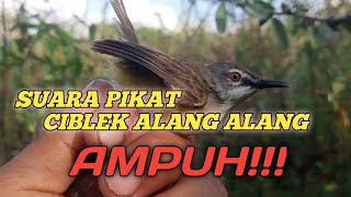 Download lagu Suara pikat ciblek alang  alang di jamin ampuhh ciblek liar langsung turun.mp3 mp3