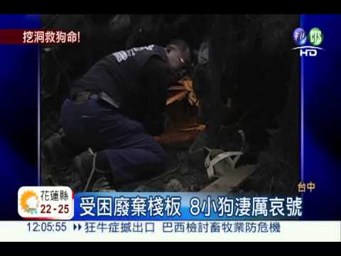 8犬受困棧板 志工挖隧道搶救
