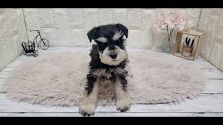 ミニチュアシュナウザーの動画01