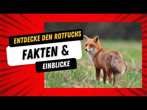 Der Rotfuchs - Faszinierende Fakten und Einblicke | Tierdokumentation
