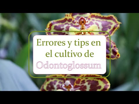 , title : 'Errores y tips en el cultivo de orquídeas Odontoglossum | Alma del bosque'