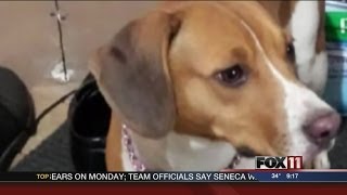Family disappointed dog put down at Humane Association