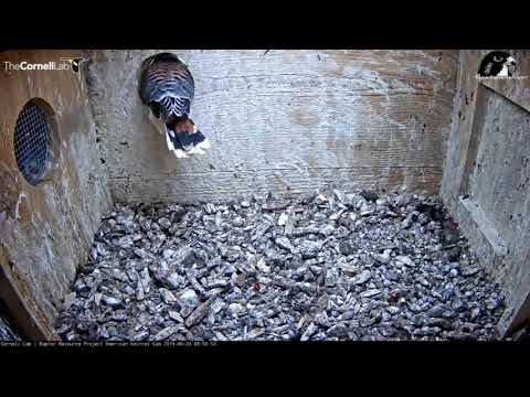 Cornell American Kestrel Cam - The last Kestrel chick fledges 6.23.19